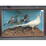 Case of specimen British birds to includ