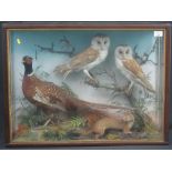 Cased group of specimen British birds an