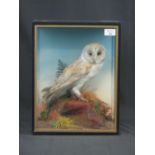 Cased specimen Barn Owl (Tyto Alba) on rockwork with ferns and grasses, Hutchings of Aberystwyth.