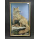 Cased specimen Red Fox (Vulpes vulpes) w