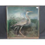 Cased specimen Grey Herron (Ardea Cinere