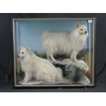 Cased pair of Pomeranian dogs standing a