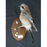 Plaque mounted specimen Jay (Eurasian) (