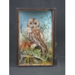 Cased specimen Tawny Owl (Strix aluco), on rockwork with ferns, grasses and branches.