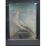 Cased specimen immature Gannet (Morus Ba