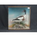 Cased specimen "Common Shelduck" (Tadorn