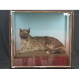 Cased specimen domestic cat set upon a b