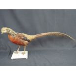 Uncased specimen Golden Pheasant (Chryso