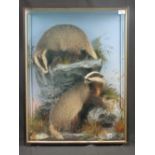 Cased specimen pair of young badgers (Mu