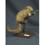 Uncased specimen Red Squirrel with hazelnut on branch mounted on rectangular oak base.