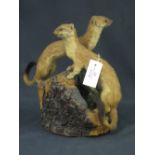 Pair of uncased specimen Stoats (Mustela Erminea), on a wooden stump.  Overall 12.5" high.
