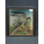 Cased specimen Eurasian Hobby (Falco Sub