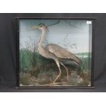 Cased specimen Grey Heron (Ardea Cinerea