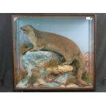 Cased specimen Eurasian Otter (Lutra Lut