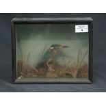 Cased specimen "Common Kingfisher" (Alcedo Atthis) amongst foliage.
The case 11" x 4 1/2" x 8 3/4".