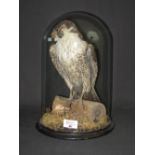 Victorian specimen Peregrine Falcon (Fal