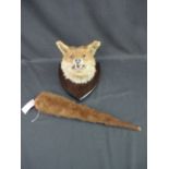 Specimen Red Fox Mask and Brush (Vulpes Vulpes) on oak shield.  (The shield 12" high).