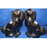 Pair of late 19th Century Staffordshire pottery black over gilded seated spaniels.  (2) CONDITION