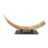 African ivory Elephant Tusk, c1940 size about 130cm, weighing about 14.88Kg on black lacquered