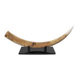 African ivory Elephant Tusk, c1940 size about 135cm, weighing about 15.61Kg on black lacquered