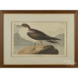 After John James Audubon, hand colored aquatint, titled Wandering Shearwater, printed 1835, by R.