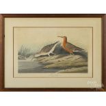 After John James Audubon, hand colored aquatint, titled Pygmy Curlew, printed 1835, by R. Havell, 10