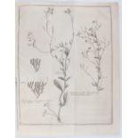 Haller, Observationes botanicae
Haller, A. v. Observationes botanicae ex itinere in Sylvam Hercyniam