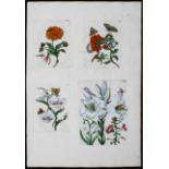 Merian, Europ. Ins. Taf. 149-152+178-181
Merian, M. S. - Nrn. 149-152: Ringelblume,