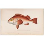 Gervais/Boulart, Poissons. 3 Bde.
Fische. - Gervais, H. (L. P.) & R. (A.) Boulart. Les poissons.