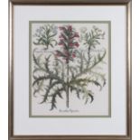 Besler, Acanthus Spinosus. Ger.
Besler, B. Kolorierte Blumenkupferstiche aus seinem Hortus