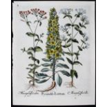 Besler, Pyramidalis Lutetiana
Besler. - Pyramidalis Lutetiana, Muscipula flore albo (&) rubro (