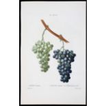 Weintrauben. 2 Bll. Bessa
Weintrauben. "Vitis vinifera. Vigne cultivée, var. Chasselas panaché (&)
