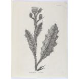 Gouan, Illustrationes botanicae
Gouan, A. Illustrationes et observationes botanicae, ad specierum