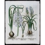 Besler, Hyacinthus Serotinus obsoleto
Besler. - Hyacinthus Serotinus obsoleto colore, Ornithogalum