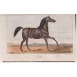 Journal des haras. 9 Bde.
Journal des haras, des chasses et des courses de chevaux. 9 Bde. der