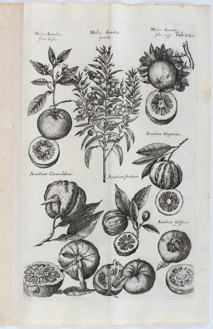 Jonston, Historiae naturalis. 2 Bde.
Jonston, J. Historiae naturalis de arboribus et plantis libri - Image 4 of 5