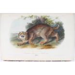 Audubon/Bachman, Quadrupeds. Bd. 1
Audubon, J. J. u. J. Bachman. The Quadrupeds of North America.