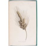Johnson/Sowerby,Grasses of Great Britain
Johnson, C. P. The grasses of Great Britain. Illustrated by