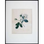 Weiße Rose. Aquarell C. Damböck / 3 Bll.
Rosen. Zweig mit Blättern, 2 Knospen u. weißer Blüte.