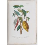 Alberti, Flora medica. Bd. 2
Alberti, A. Flora medica ossia catalogo alfabetico ragionato delle