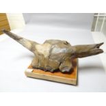 A rare fossilised buffalo horn with skull, found in Russia and mounted to a wooded base, 31 ins long
