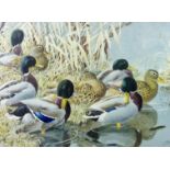 CHARLES FREDERICK TUNNICLIFFE limited edition (173/500) coloured print - study of ducks on the