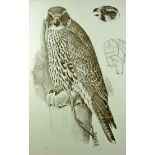 CHARLES FREDERICK TUNNICLIFFE limited edition (11/90) lithograph - a perched peregrine falcon with