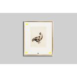 GORDON MILES limited edition (1/150) etching, signed and entitled 'Free Range Cockerel', 25 x 19