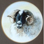 MARY GRIESE watercolour - circular format study of a 'Scottish Black-Face Ram', signed and dated