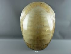 A Victorian blonde turtle shell, 58 cms long