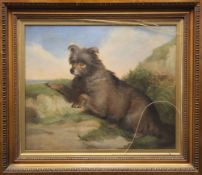 C J COOME oil on canvas - study of an Old English Sheepdog reclining on coastal dunes, unsigned