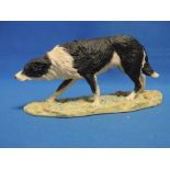 A Border Fine Arts study, Border Collie, (style 1), 055