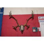 A pair of large mounted antlers.