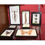 A group of seven glazed and framed insect specimens including scorpion, centipede etc